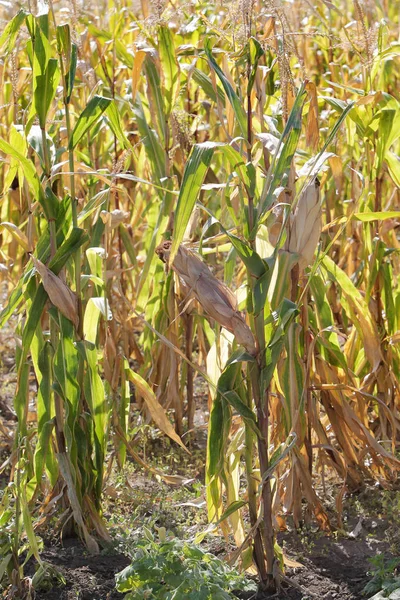 Campo Milho Secou Após Longo Período Calor Devido Mudanças Climáticas — Fotografia de Stock