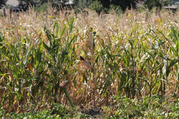Kukorica Terület Kiszáradt Miután Hosszú Ideig Hőt Éghajlatváltozás Miatt Hatása — Stock Fotó