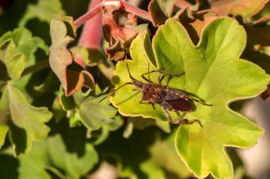 Agricultural pest forest American bug sitting on a leaf of a plant. Insect pests, life-threatening bugs clipart