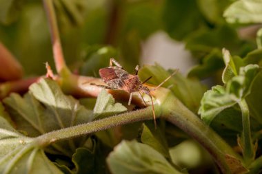 Tarımsal haşere ormanı Amerikan böceği bir bitkinin yaprağının üzerinde oturuyor. Böcek zararlıları, hayatı tehdit eden böcekler