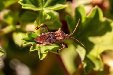 Tarımsal haşere ormanı Amerikan böceği bir bitkinin yaprağının üzerinde oturuyor. Böcek zararlıları, hayatı tehdit eden böcekler