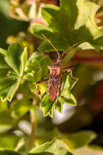 Landwirtschaftlicher Schädling Amerikanischer Käfer Der Auf Einem Blatt Einer Pflanze — Stockfoto