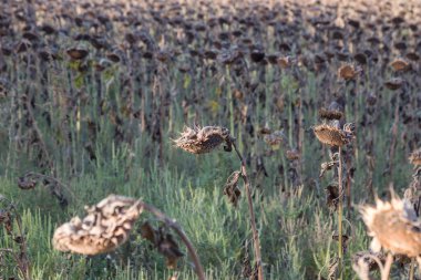 Sonbahar tarlasında sedilmiş ayçiçekleri. Olgun kuru ayçiçekleri hasat için hazırdır. Sahada ayçiçeğinin kötü hasadı. Bir sonbahar tarlasında kararmış kirli terk edilmiş kötü hasat