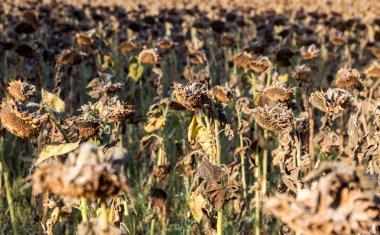 Sonbahar tarlasında sedilmiş ayçiçekleri. Olgun kuru ayçiçekleri hasat için hazırdır. Sahada ayçiçeğinin kötü hasadı. Bir sonbahar tarlasında kararmış kirli terk edilmiş kötü hasat
