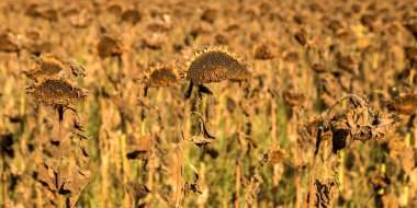 Sonbahar tarlasında sedilmiş ayçiçekleri. Olgun kuru ayçiçekleri hasat için hazırdır. Sahada ayçiçeğinin kötü hasadı. Bir sonbahar tarlasında kararmış kirli terk edilmiş kötü hasat