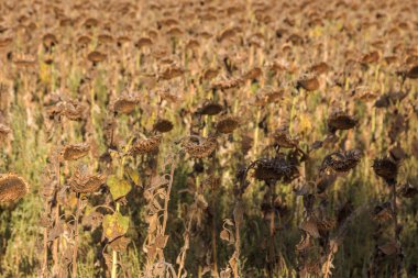 Sonbahar tarlasında sedilmiş ayçiçekleri. Olgun kuru ayçiçekleri hasat için hazırdır. Sahada ayçiçeğinin kötü hasadı. Bir sonbahar tarlasında kararmış kirli terk edilmiş kötü hasat