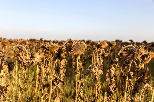 Withered Sunflowers Autumn Field Mature Dry Sunflowers Ready Harvest Bad — Stock Photo, Image