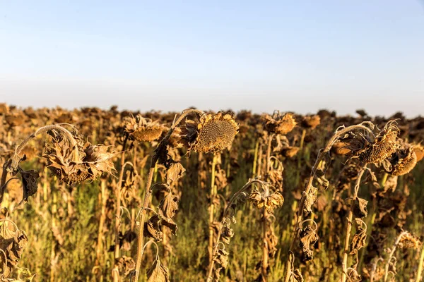 Girasoles Marchitos Campo Otoño Los Girasoles Secos Maduros Están Listos —  Fotos de Stock