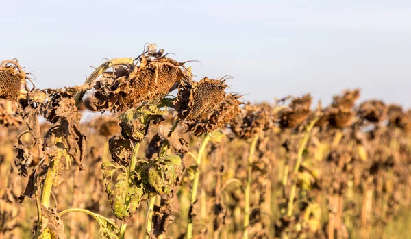 Verwelkte Sonnenblumen Auf Dem Herbstfeld Reife Trockene Sonnenblumen Sind Erntereif — Stockfoto