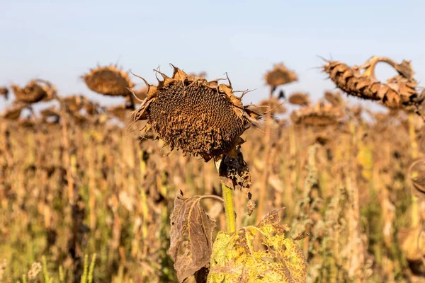 Verwelkte Sonnenblumen Auf Dem Herbstfeld Reife Trockene Sonnenblumen Sind Erntereif — Stockfoto