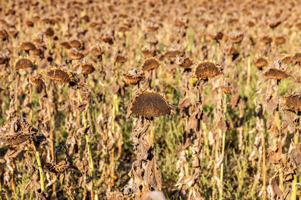 Girassóis Murchados Campo Outono Girassóis Secos Maduros Estão Prontos Para — Fotografia de Stock