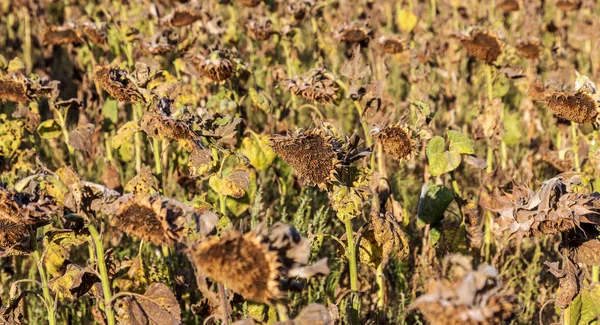 Girassóis Murchados Campo Outono Girassóis Secos Maduros Estão Prontos Para — Fotografia de Stock