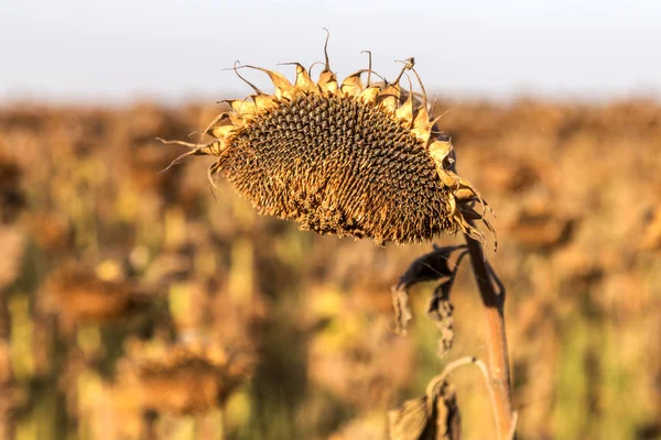 Withered Sunflowers Autumn Field Mature Dry Sunflowers Ready Harvest Bad — Stock Photo, Image