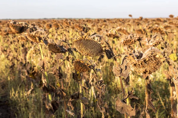 Withered Sunflowers Autumn Field Mature Dry Sunflowers Ready Harvest Bad Stock Photo