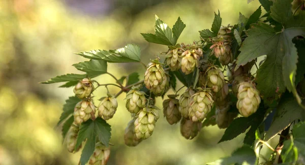 Bunch of ripe hops on vine with leaves grown for making beer. Close up of hop cones on vine ready to be harvested. Green environment with brownish branches. Plantation of ripe flowers of beer hops