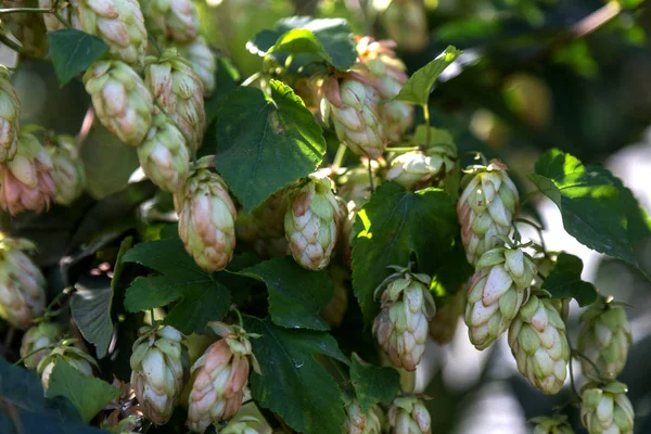 ビールを作る為に栽培された葉でつるに熟したホップの束 収穫の準備ができてつるのホップコーンのクローズアップ 茶色がかった枝を持つ緑の環境 ビールホップの熟した花のプランテーション — ストック写真