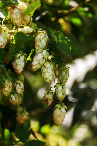Skupina Zralých Chmelu Révě Listy Pěstované Výrobu Piva Uzavřete Chmelové — Stock fotografie