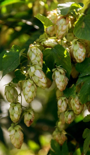 ビールを作る為に栽培された葉でつるに熟したホップの束 収穫の準備ができてつるのホップコーンのクローズアップ 茶色がかった枝を持つ緑の環境 ビールホップの熟した花のプランテーション — ストック写真