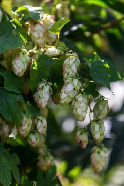 Bunch Ripe Hops Vine Leaves Grown Making Beer Close Hop — Stock Photo, Image