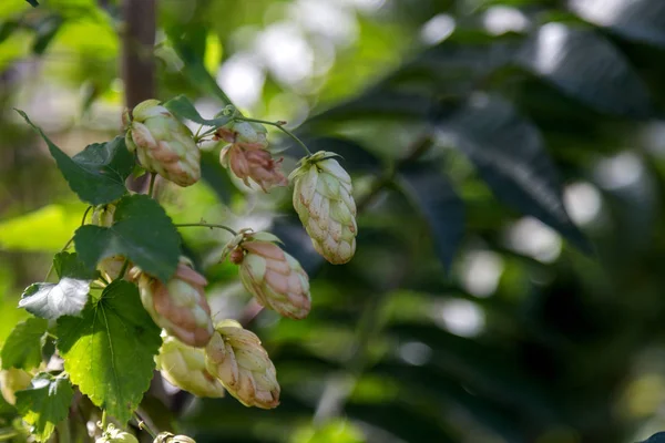 Bira Yapmak Için Yetiştirilen Yaprakları Ile Asma Üzerinde Olgun Şerbetçiotu — Stok fotoğraf