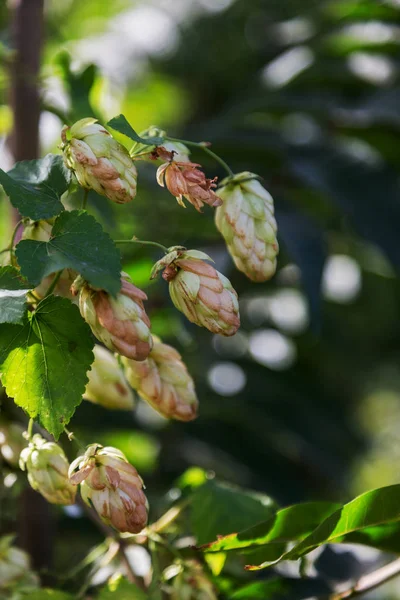 Mucchio Luppolo Maturo Vite Con Foglie Coltivate Produrre Birra Primo — Foto Stock