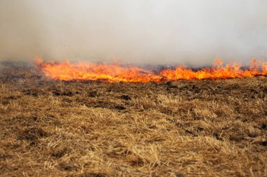 Kuru orman ve bozkır yangınları şiddetli kuraklık sırasında tarlaları ve bozkırları tamamen yok eder. Felaket bölgenin doğasına ve ekonomisine düzenli olarak zarar veriyor. Field Lights Çiftçisi Saman Yakıyor