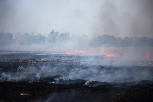 Floresta Seca Incêndios Estepe Destroem Completamente Campos Estepes Durante Seca — Fotografia de Stock