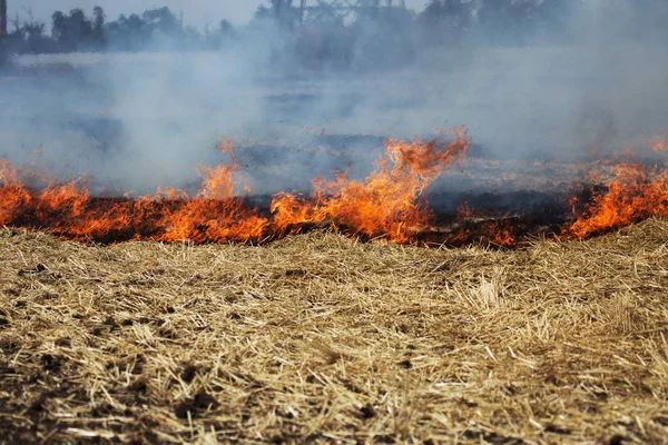 Trockenwälder Und Steppenbrände Zerstören Während Schwerer Trockenheit Felder Und Steppen — Stockfoto