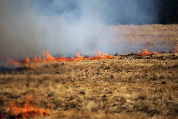 Dry Forest Steppe Fires Completely Destroy Fields Steppes Severe Drought — Stock Photo, Image