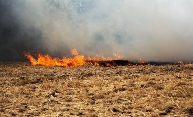 Kuru orman ve bozkır yangınları şiddetli kuraklık sırasında tarlaları ve bozkırları tamamen yok eder. Felaket bölgenin doğasına ve ekonomisine düzenli olarak zarar veriyor. Field Lights Çiftçisi Saman Yakıyor