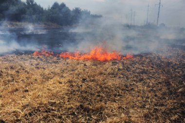 Kuru orman ve bozkır yangınları şiddetli kuraklık sırasında tarlaları ve bozkırları tamamen yok eder. Felaket bölgenin doğasına ve ekonomisine düzenli olarak zarar veriyor. Field Lights Çiftçisi Saman Yakıyor