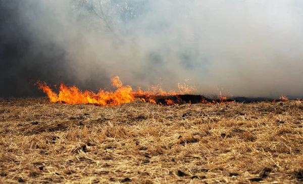 Kuru orman ve bozkır yangınları şiddetli kuraklık sırasında tarlaları ve bozkırları tamamen yok eder. Felaket bölgenin doğasına ve ekonomisine düzenli olarak zarar veriyor. Field Lights Çiftçisi Saman Yakıyor