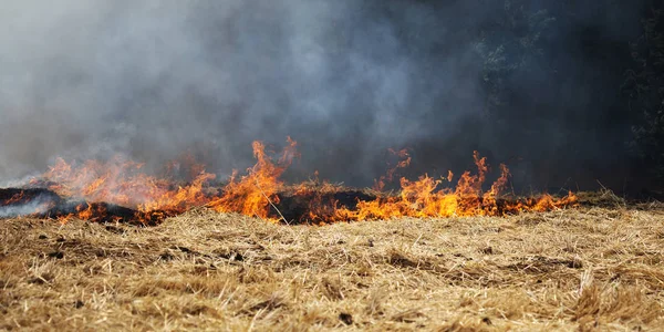 Dry Forest Steppe Fires Completely Destroy Fields Steppes Severe Drought — Stock Photo, Image