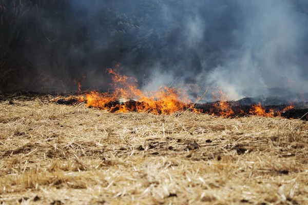 Floresta Seca Incêndios Estepe Destroem Completamente Campos Estepes Durante Seca — Fotografia de Stock