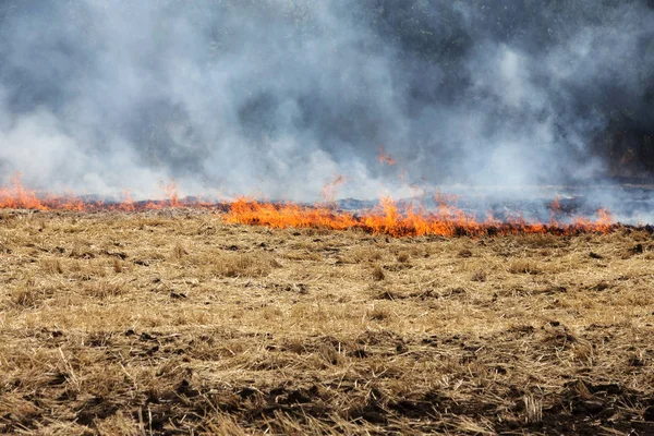 Torr Skog Och Stäpp Bränder Helt Förstöra Fält Och Stäpper — Stockfoto