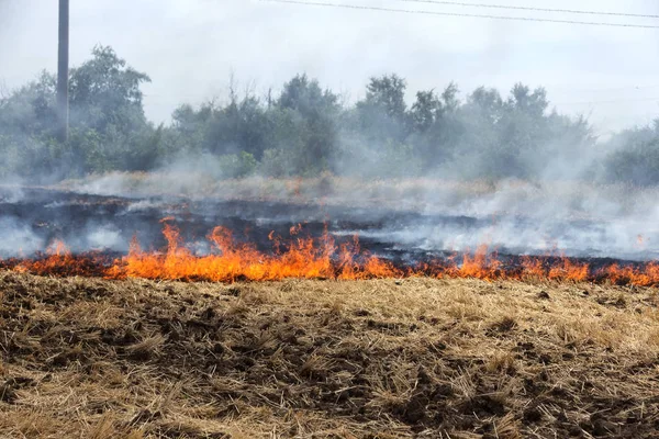 스텝에서 화재는 가뭄중에 초원을 파괴한다 재난은 지역의 경제에 정기적으로 피해를 — 스톡 사진