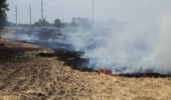 스텝에서 화재는 가뭄중에 초원을 파괴한다 재난은 지역의 경제에 정기적으로 피해를 — 스톡 사진