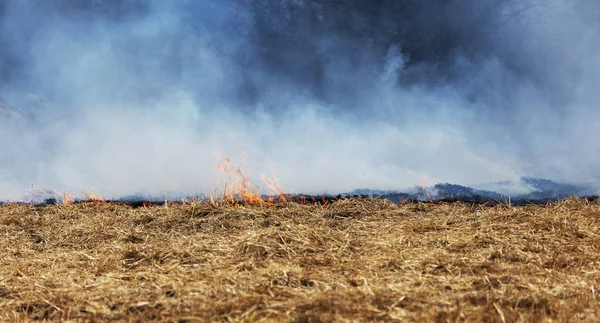 Floresta Seca Incêndios Estepe Destroem Completamente Campos Estepes Durante Seca — Fotografia de Stock