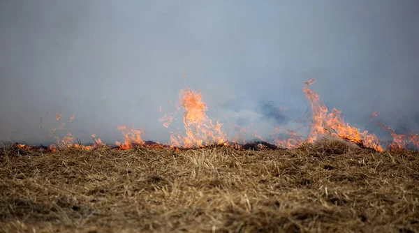 Kuru orman ve bozkır yangınları şiddetli kuraklık sırasında tarlaları ve bozkırları tamamen yok eder. Felaket bölgenin doğasına ve ekonomisine düzenli olarak zarar veriyor. Field Lights Çiftçisi Saman Yakıyor