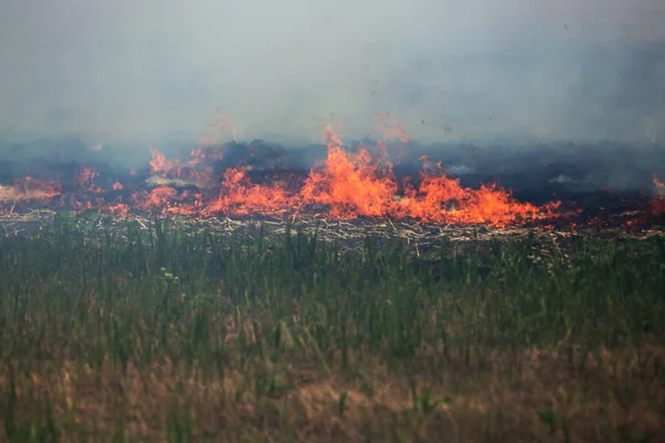 干旱的森林和草原大火在严重干旱期间完全摧毁了田野和草原 灾害经常对本区域的性质和经济造成损害 田间照明农民彭斯 斯特劳 — 图库照片