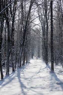 Kışın orman. Kar ve karla kaplı güzel kış ormanı manzarası. Karlı bir ormanda kar.