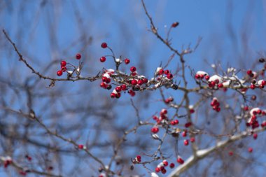 Kışın orman. Kar ve karla kaplı güzel kış ormanı manzarası. Karlı bir ormanda kar.