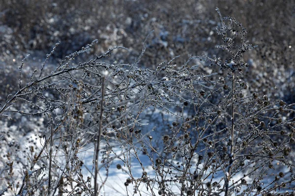 Лес Зимой Зимний Лесной Ландшафт Снегом Льдом Снег Снежном Лесу — стоковое фото