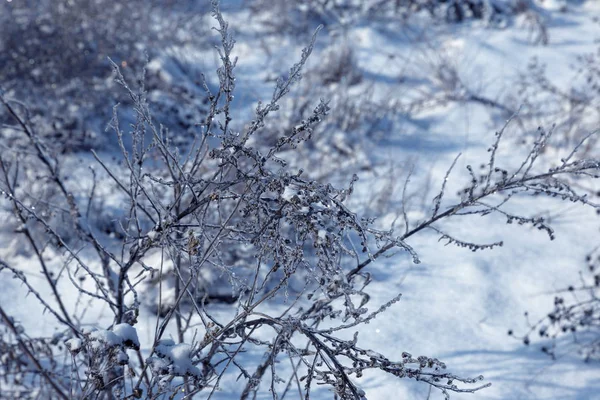 Bos Winter Prachtig Winterlandschap Met Sneeuw Glazuur Sneeuw Een Besneeuwd — Stockfoto