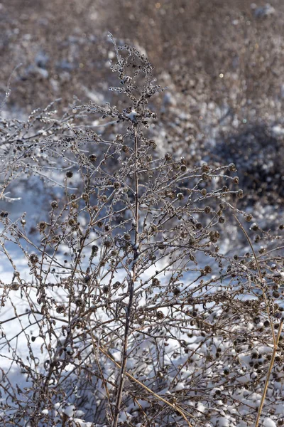 Las Zimie Piękny Zimowy Krajobraz Leśny Śniegiem Oblodzeniem Śnieg Śnieżnym — Zdjęcie stockowe