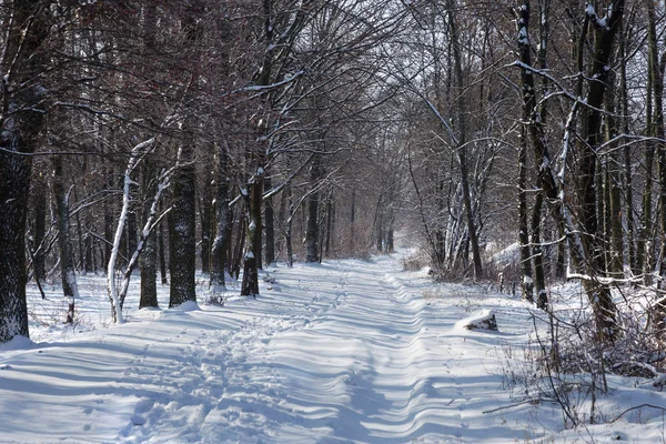 Floresta Inverno Bela Paisagem Florestal Inverno Com Neve Gelo Neve — Fotografia de Stock