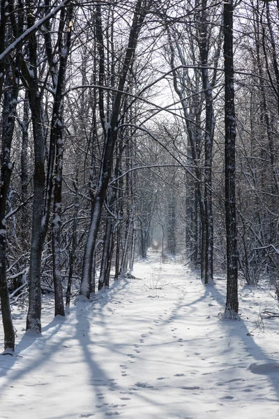 Las Zimie Piękny Zimowy Krajobraz Leśny Śniegiem Oblodzeniem Śnieg Śnieżnym — Zdjęcie stockowe