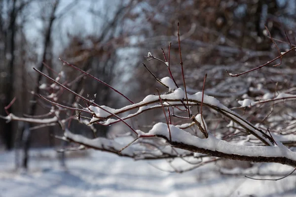 Kışın Orman Kar Karla Kaplı Güzel Kış Ormanı Manzarası Karlı — Stok fotoğraf