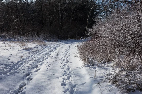 Floresta Inverno Bela Paisagem Florestal Inverno Com Neve Gelo Neve — Fotografia de Stock