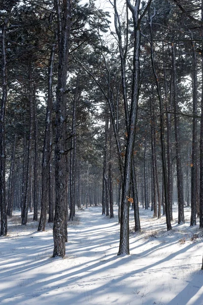 Las Zimie Piękny Zimowy Krajobraz Leśny Śniegiem Oblodzeniem Śnieg Śnieżnym — Zdjęcie stockowe